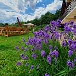 Move, heal & balance your life! - Retreat & deconectare locatie exterior langa cabana cazare scaled - Life Connections Consiliere. Meditație. Yoga Retreat Forest VIlla mai 2022 - locatie exterior langa cabana cazare